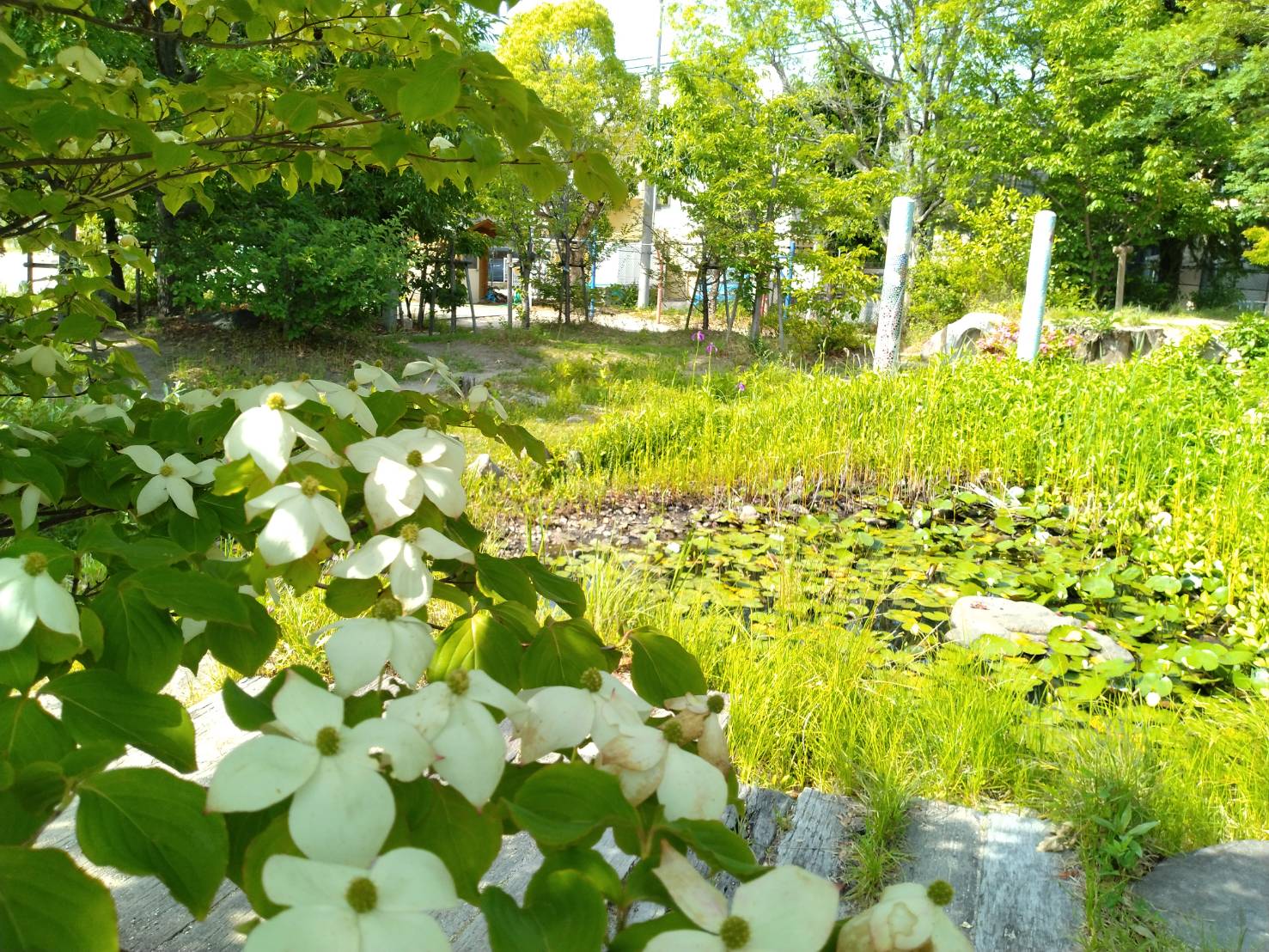 瑞穂の春5月_1