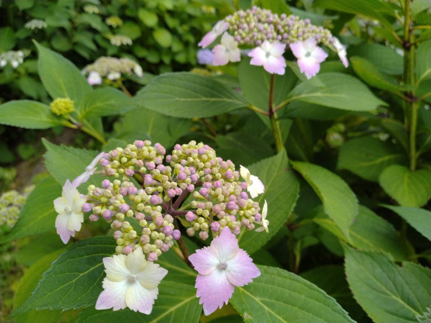 瑞穂の春6月_2