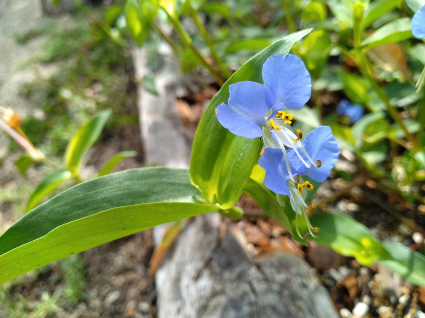 瑞穂の春9月_3