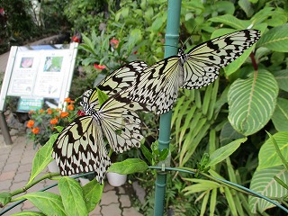 昆虫館17