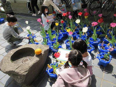 1年生の時に植えたチューリップも立派な花を咲かせました。