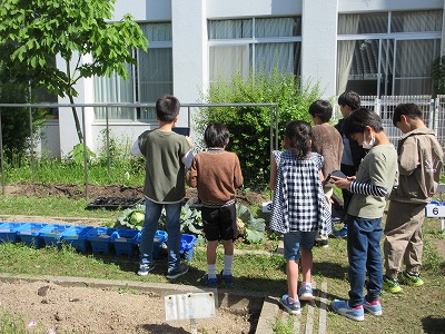 キャベツを見つけた!次は、メタセコイヤはどこかな?