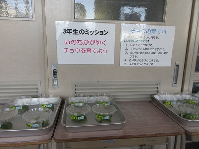 カップに入った葉と卵。どんな幼虫出てくるかな?