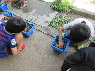 ホウセンカ大きく育ってほしいから、しっかり雑草を抜きます。