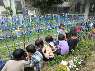 野菜が大きくなるよう、追肥します。
