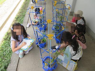 トマトが3つもできたよ。