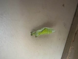 モンシロチョウのさなぎ