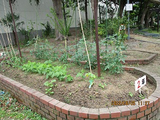 2年生野菜畑