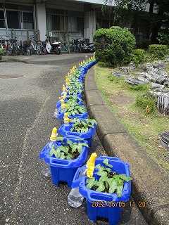 あさがお
