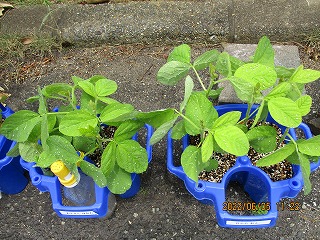 まるい葉の野菜