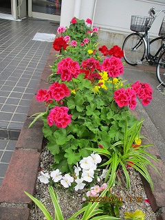 ゼラニウム
