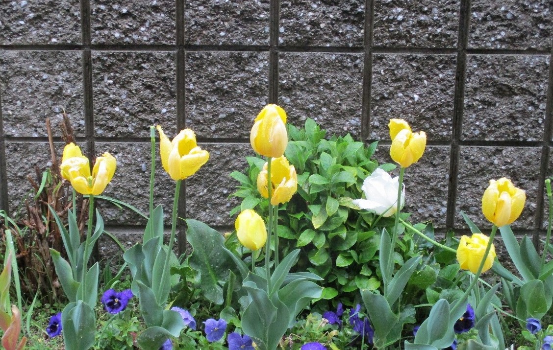 花壇