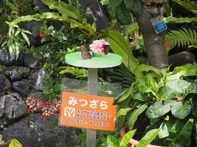 チョウチョ