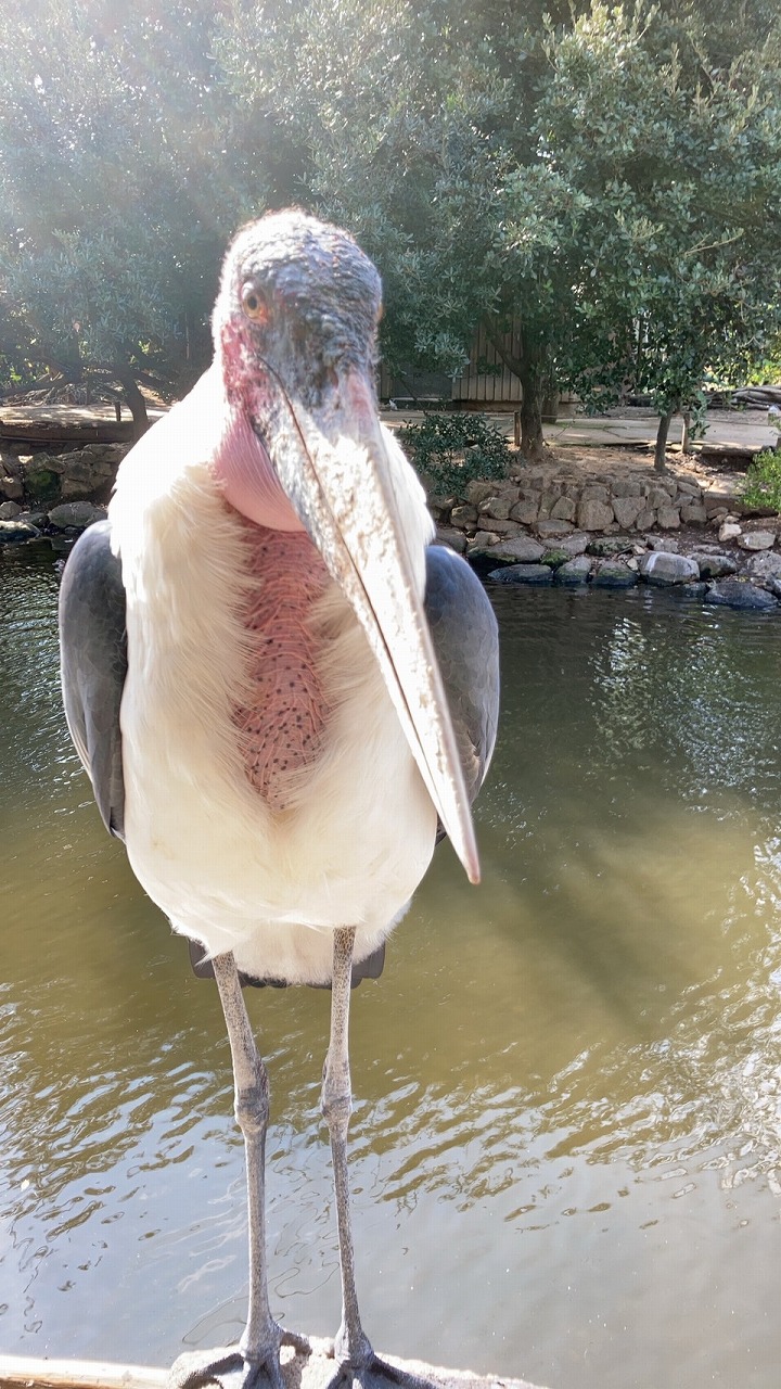 動物王国6