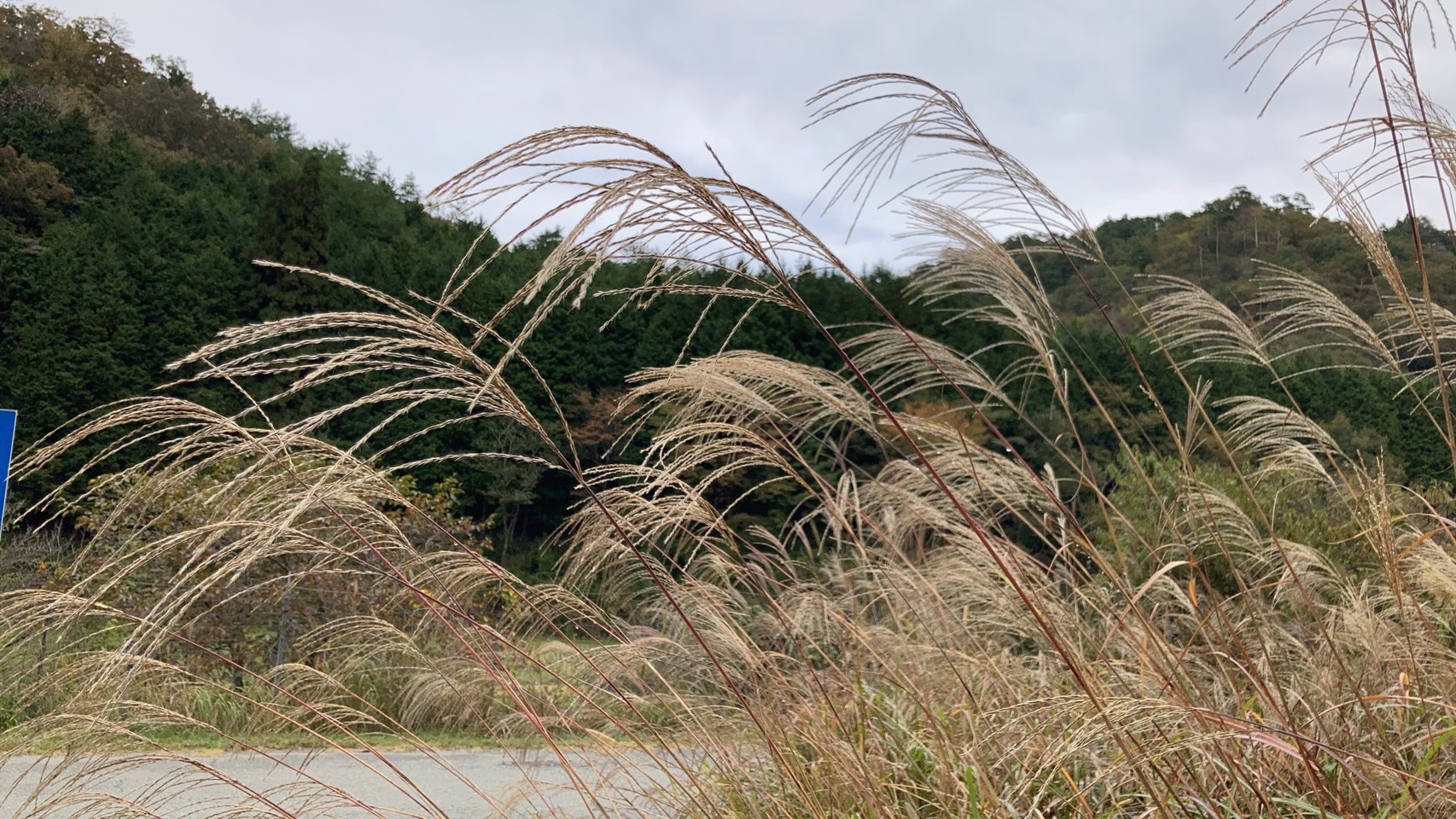 秋の景色