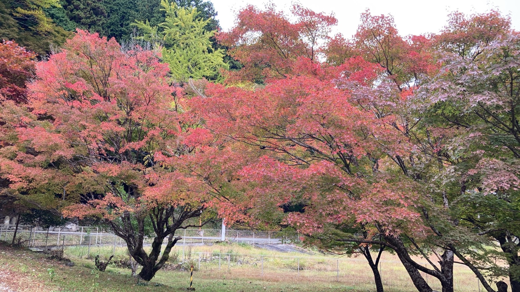紅葉