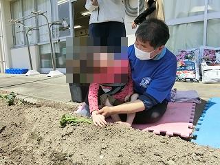 さつまいもの苗植え
