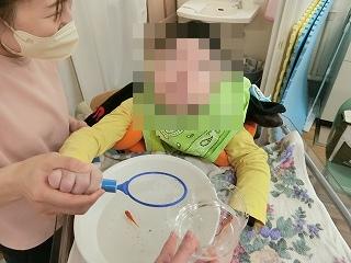 金魚