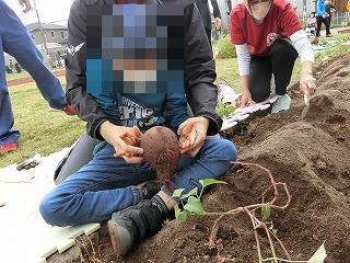 さつまいも1