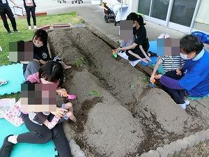 夏の苗植えの様子