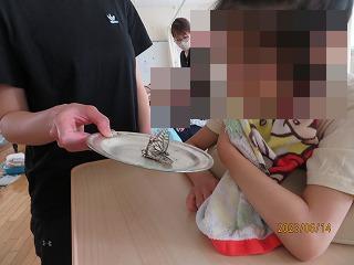 昆虫