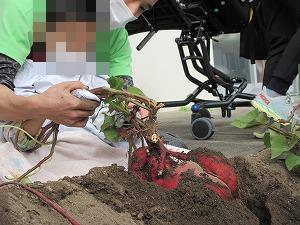 芋掘りの様子