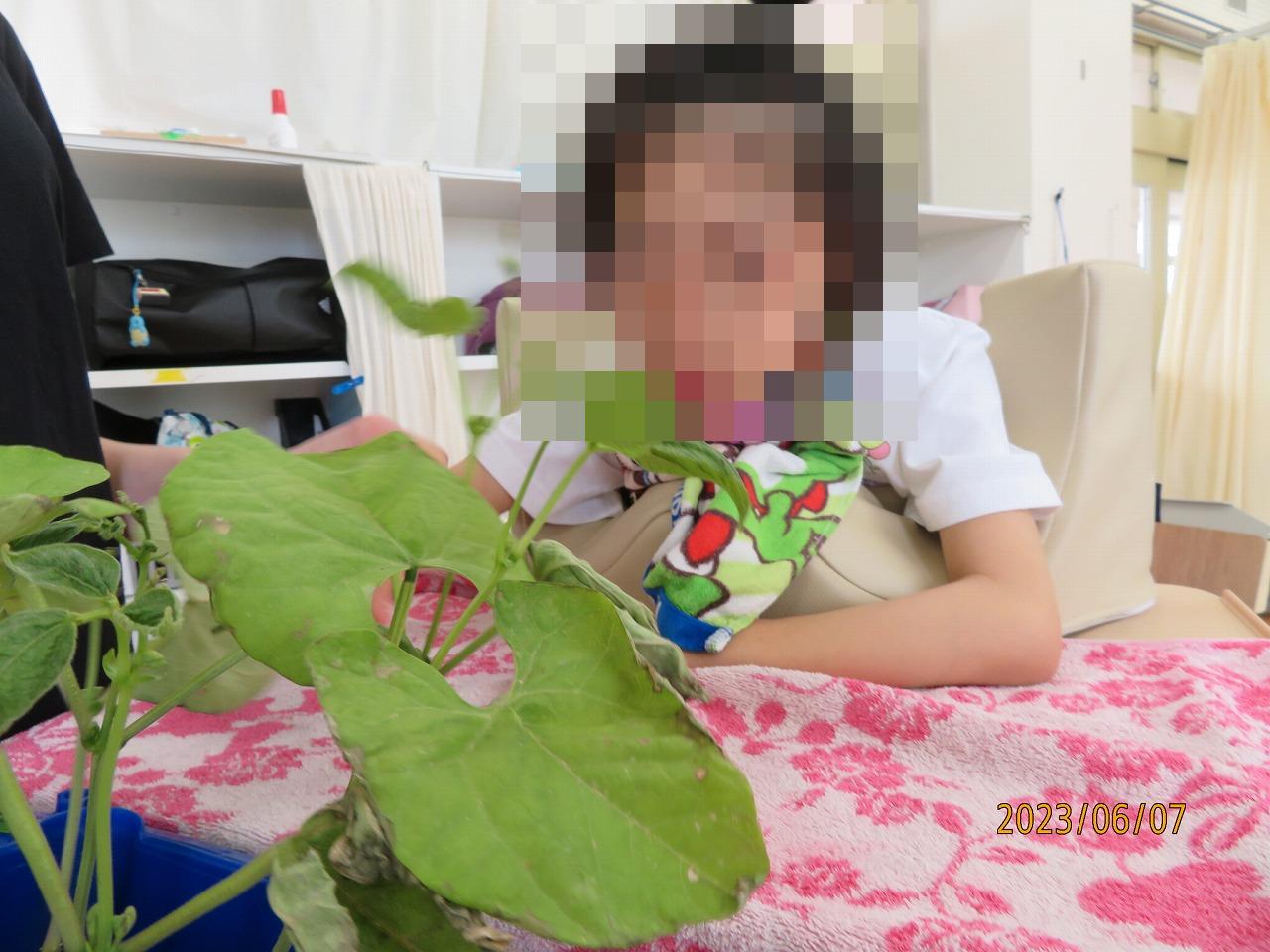 生活野菜2