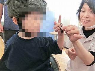 クワガタムシ2