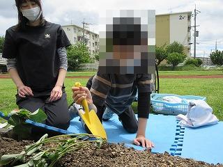 さつまいも2