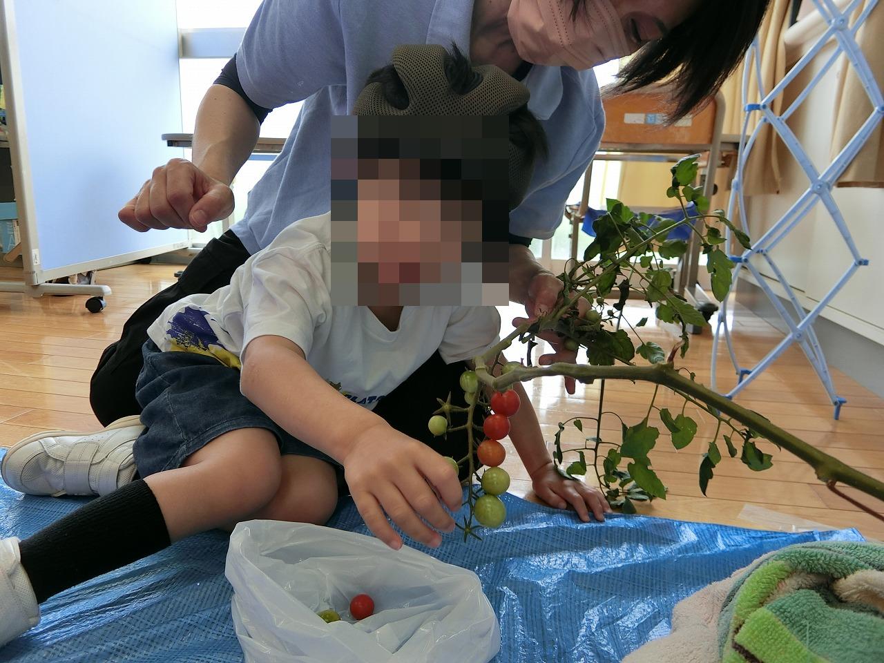 トマトの収穫1