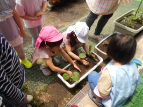 せみ組が野菜の苗を植えている様子