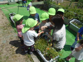 みつばち組がオクラやトウモロコシを植えている様子
