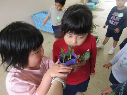 苗の匂い