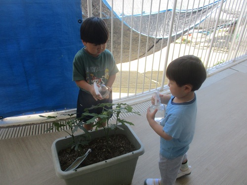水やり