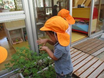 ゼラニウムを収穫する子ども