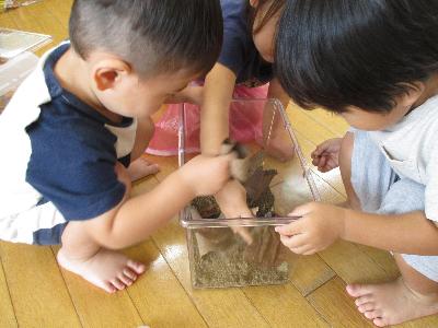 飼育ケースの葉っぱを避けてダンゴムシを探す子ども