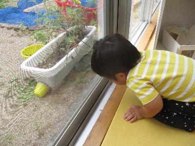 室内から小庭を覗いてダンゴムシを探す子ども