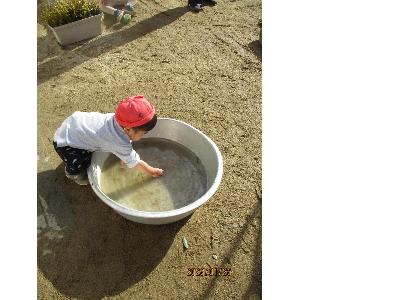 タライの中から氷を探す子ども