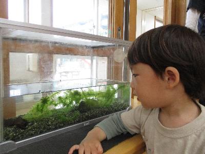 メダカを見ている子ども