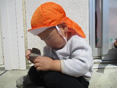 木の樹皮