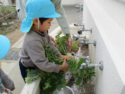 大根を洗う子ども