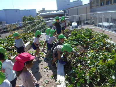 屋上園庭のはたけ