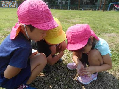 虫探しをする子ども達