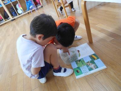 てんとう虫を観察