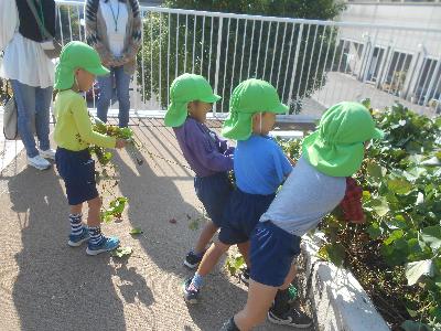 さつまいもを引っ張る子ども