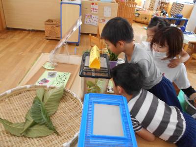 アオムシを観察している子どもと職員（5歳児）