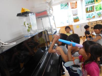 さなぎを見ている子ども