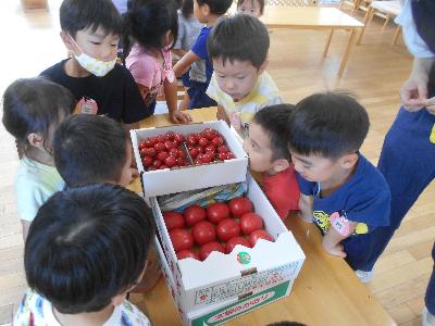 トマトを見ている子ども