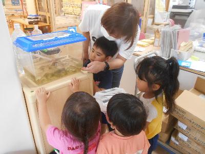 職員室でトンボを見る