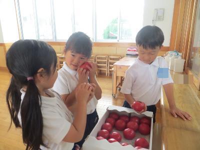 これが神津のトマト